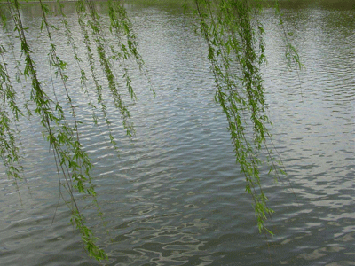 工業(yè)油煙凈化器